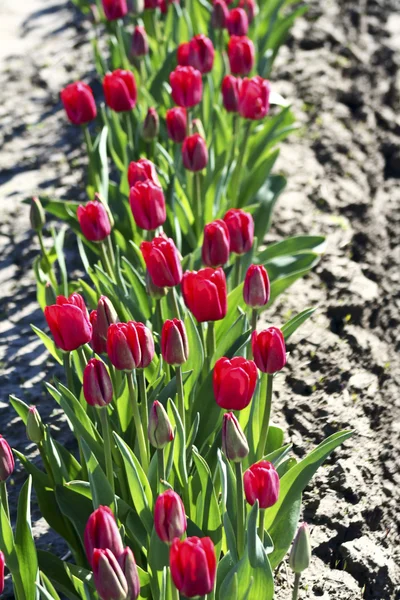 Tulipan wiersza — Zdjęcie stockowe