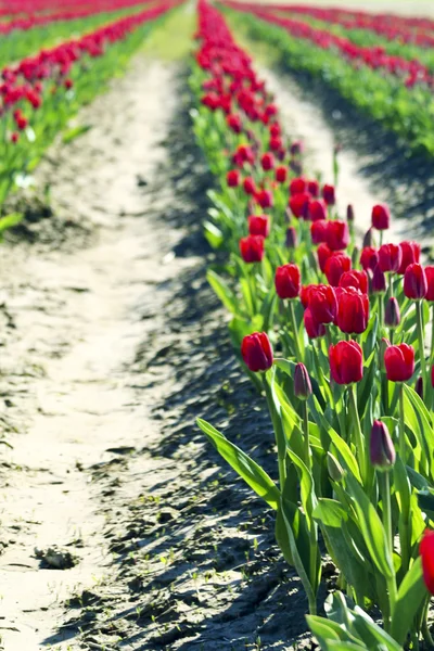 Řádek tulipány — Stock fotografie