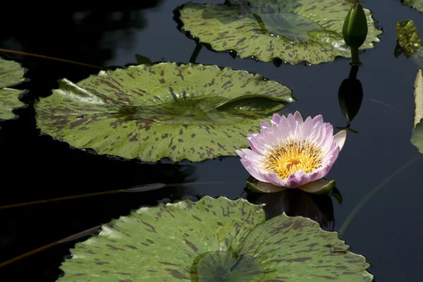 Waterlelie — Stockfoto