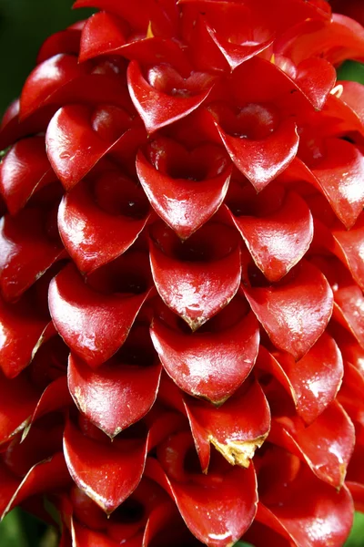 Flor de gengibre de cera indonésia — Fotografia de Stock