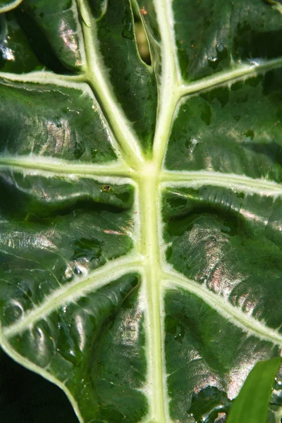 Zielony liść detal — Zdjęcie stockowe
