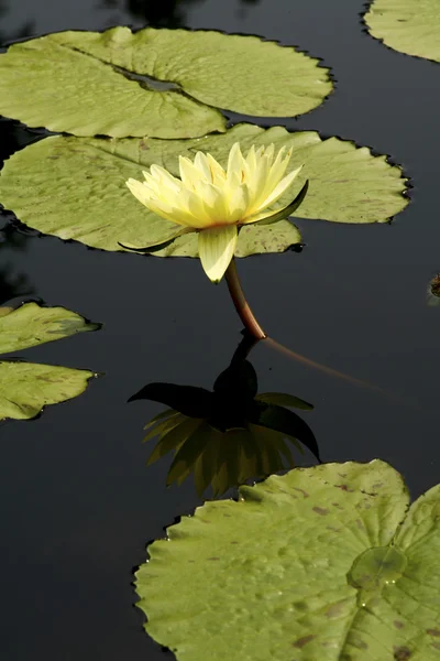 Yellow water lily — Stock Photo, Image