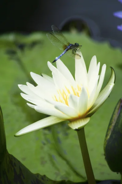 Water lily and dragon fly — Stock Photo, Image