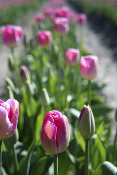 Růžové tulipány — Stock fotografie