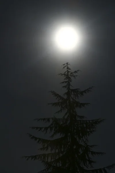 Månen och träd Stockfoto