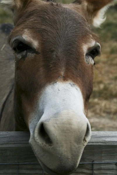 Niedliches Eselgesicht Stockfoto