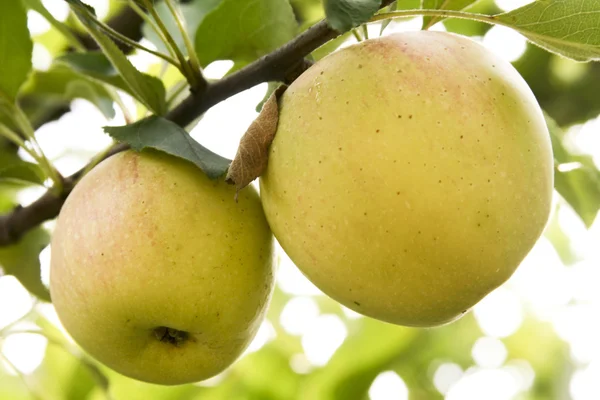 Två äpplen i ett träd Stockfoto