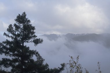 Ağaç ve mavi gökyüzü