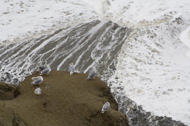 Martılar ve dalgalar