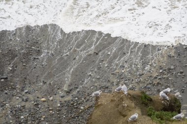 Martılar ve dalgalar