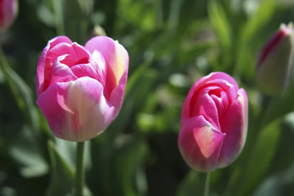 Två rosa tulpaner — Stockfoto
