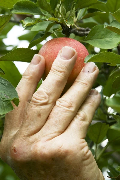 Zbieranie jabłek — Zdjęcie stockowe