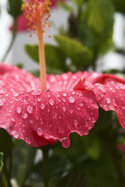 Petalo di fiore rosa — Foto Stock