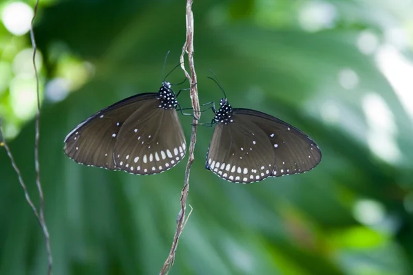 Deux papillons — Photo