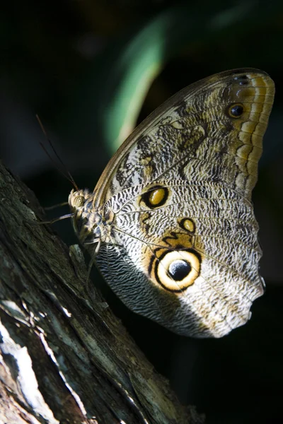 Brązowy motyl — Zdjęcie stockowe