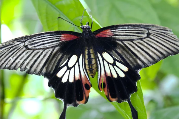 Borboleta — Fotografia de Stock