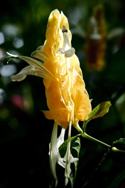 Tropical flower — Stock Photo, Image