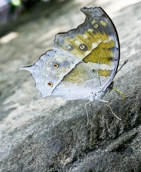 Vlinder — Stockfoto