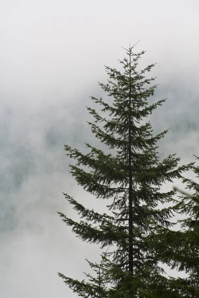 Osamělý strom a mlha — Stock fotografie