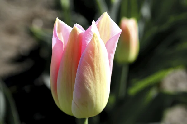 Blühende Tulpe — Stockfoto