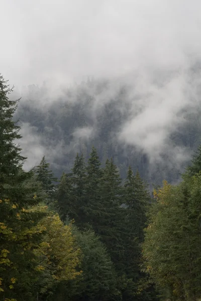 Fog and trees — Stock Photo, Image