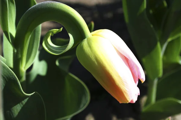 Tulpenknospe — Stockfoto