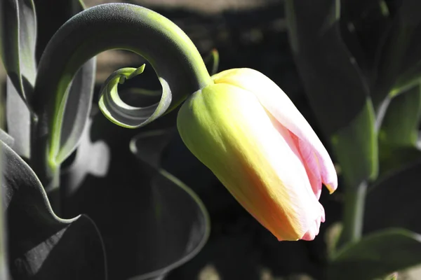 Tulip bud — Stockfoto