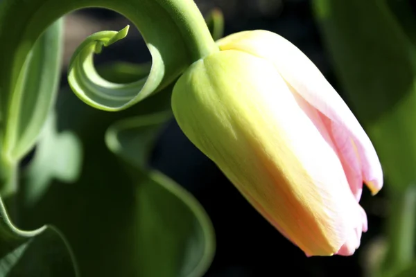 Gema de tulipa — Fotografia de Stock