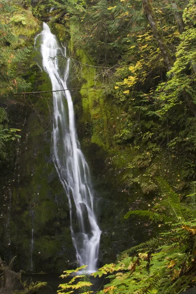 Waterfall in Olympic National Park — Stock Photo, Image