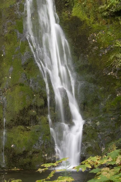 Vattenfall i Olympic National Park — Stockfoto