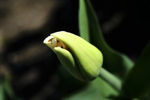 Tulpenknospe — Stockfoto