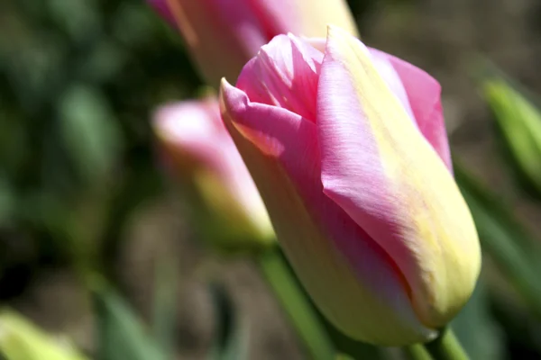 Tulip blommande — Stockfoto