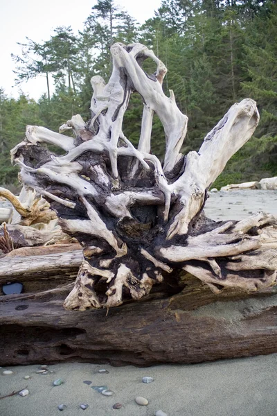 Driftwood roots — Stock Photo, Image