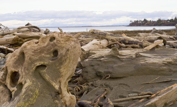 Driftwood — Stock Photo, Image