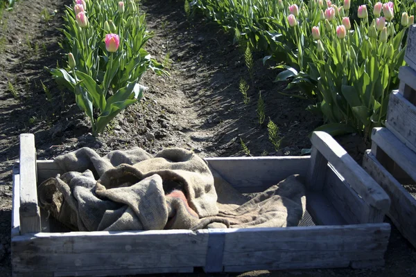 Caisse dans un champ de tulipes — Photo