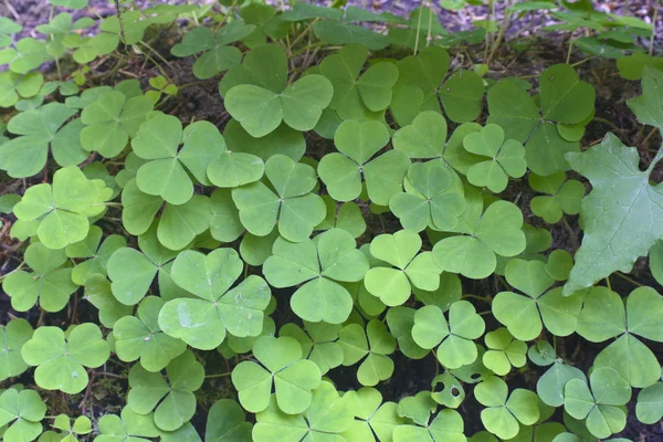 Clovers — Stock Photo, Image