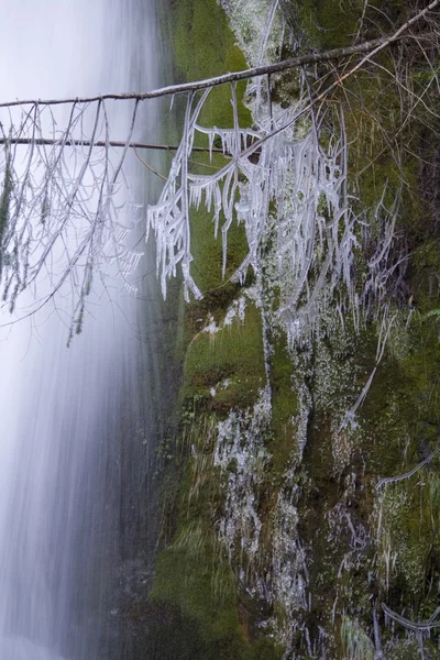 Waterfall and branch — Stock Photo, Image