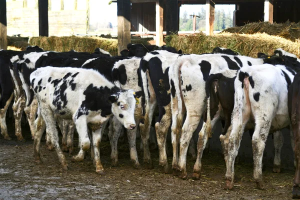 Cows feeding — Stock Photo, Image