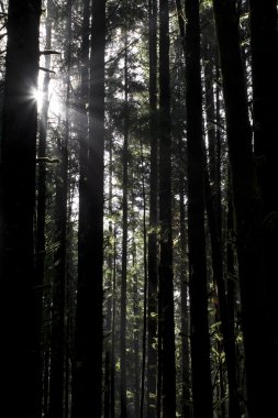 Ağaçların arasından güneş ışınları