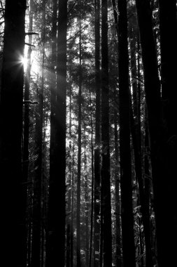 Ağaçların arasından güneş ışınları