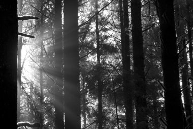 Ağaçların arasından güneş ışınları