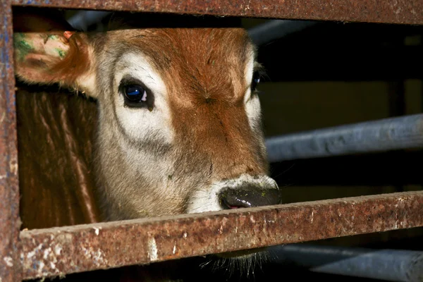 Brown calf — Stock Photo, Image