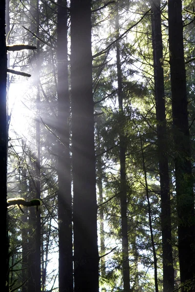 Zonnestralen door de bomen — Stockfoto