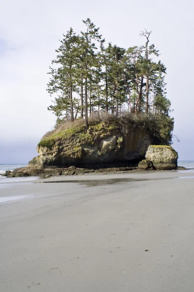 Plage avec arbres — Photo