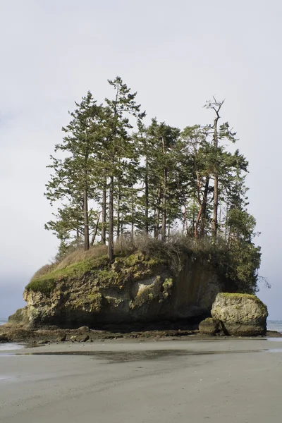 木とビーチ — ストック写真