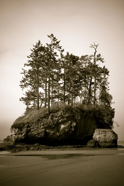 Beach with trees — Stock Photo, Image