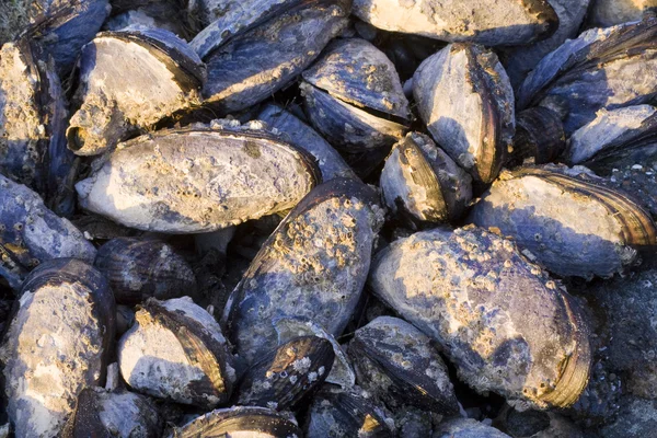 Cozze — Foto Stock