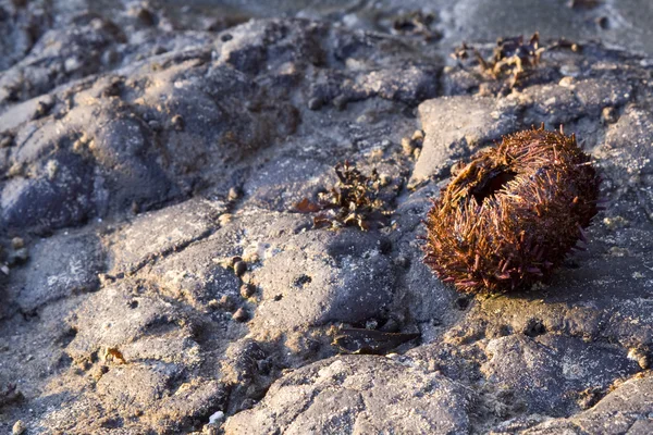 Creatura marina su una roccia — Foto Stock