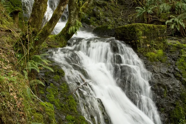 Oregano-Wasserfall — Stockfoto