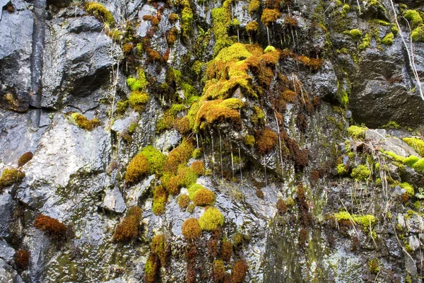 Moss — Stock Photo, Image